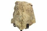 Dinosaur (Triceratops) Frill Shield Edge w/ Stand - South Dakota #378563-1